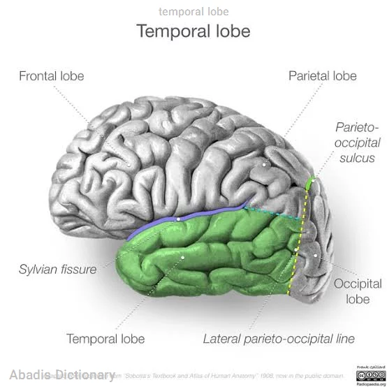 temporal lobe